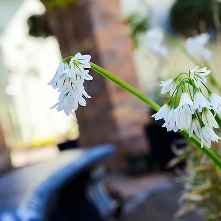 An Capall Dubh לינה וארוחת בוקר דינגל