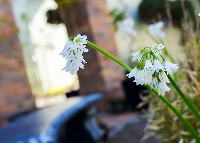 An Capall Dubh Bed & Breakfast Dingle